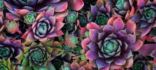 Абстрактный цветок Фотография Советы