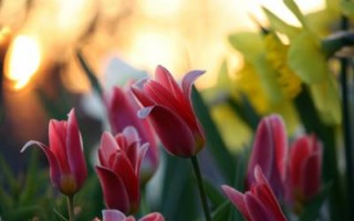 Советы по фотосъемке тюльпанов